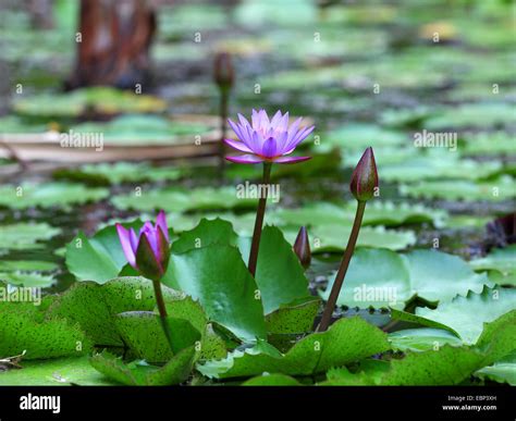 Egyptian lotus, blue lotus of the nile, blue water lily (Nymphaea ...