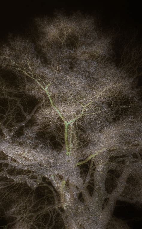 Image result for Two Spirit Tree