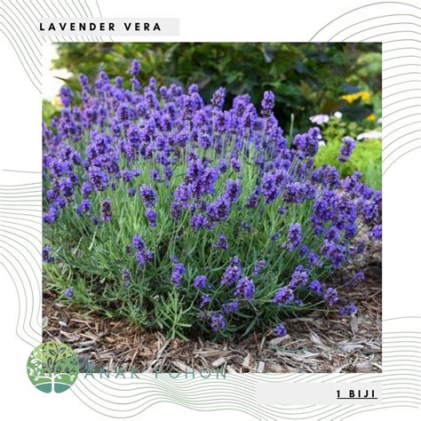Jual Benih Bibit Biji - Bunga Lavender Vera Lavandula angustifolia ...