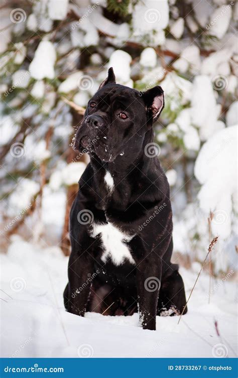 Cane Corso Black And White CANE CORSO DOG PET A4 PICTURE PRINT POSTER