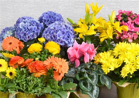 Blooming Indoor Plants for Sale in Minnesota at Bachman's