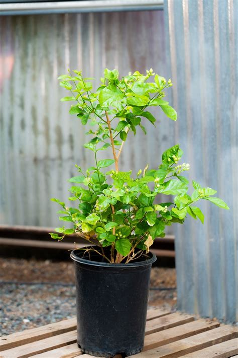 Arabia Jasmine - Green Goddess