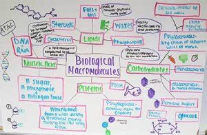 Image result for Biological Classification Question Rashmita Sing