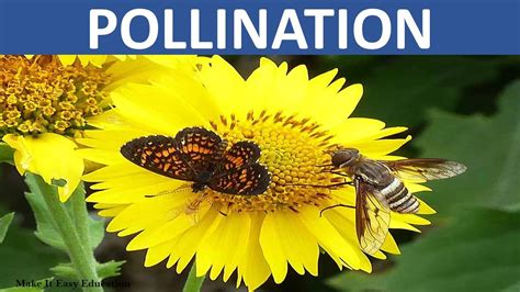 Pollination Importance 的图像结果