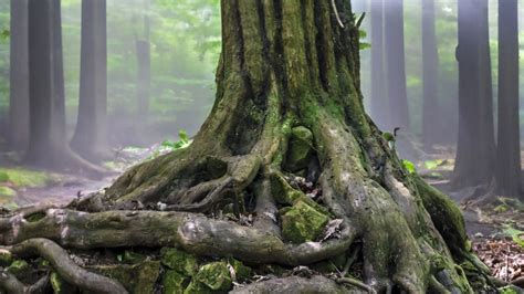 Download wallpaper 1920x1080 tree, roots, trunk, moss, forest full hd ...