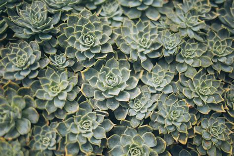 Aerial View Photography of Succulent Plants · Free Stock Photo