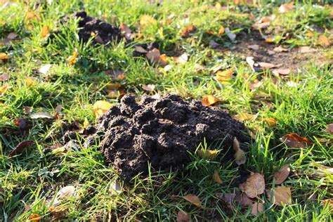 The Mole: An Underground Guest - FOUR PAWS International - Animal ...