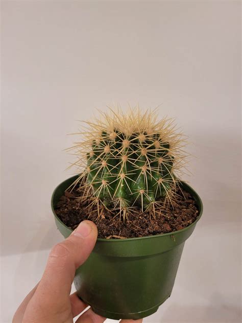 Golden Barrel Cactus - The Curious Plantaholic