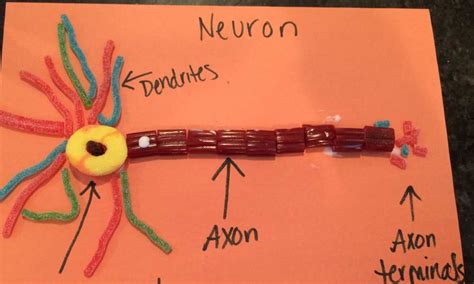 Image result for Neuron Model Project