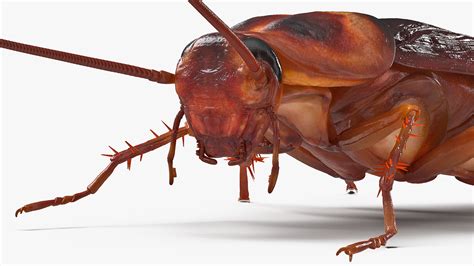 Animated Cockroach 的图像结果