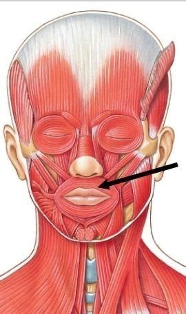Image result for Masseter Muscle Trigger Point