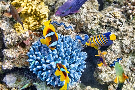 Deep Sea Diving Tutorial 的图像结果