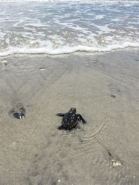 Sea Turtles Are Hatching on Lea-Hutaff Island | Audubon North Carolina