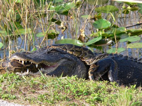 Image result for Alligator vs Python Nat Geo Wild
