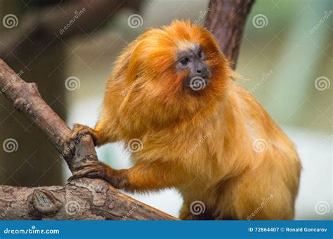 Golden Lion Tamarin stock image. Image of wild, monkey - 72864407