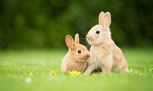 Image result for Spring Rabbit Art Prints