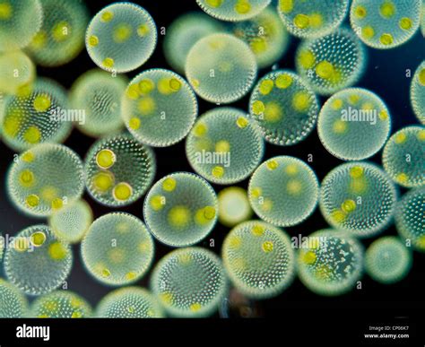 Volvox Daughter Colony Vegetative Cells
