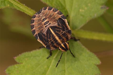 Galerie » Ploštice (Heteroptera)