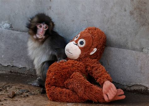 Monkey see, monkey soothe: Zookeepers get creative to save infant macaque - The Japan Times