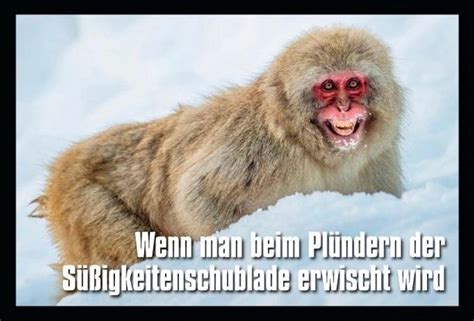 Affe beim Naschen erwischt - Memes - Schlechte Witze