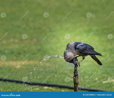 Thirsty Crow Royalty-Free Stock Photography | CartoonDealer.com #13319195