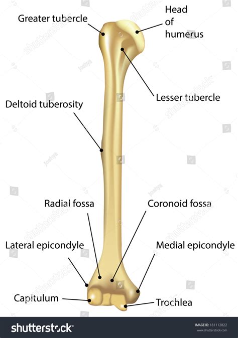 Humerus Labeled Diagram Stock Vector Illustration 181112822 : Shutterstock