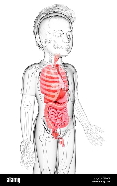 Computer Simulation Anatomy 的图像结果