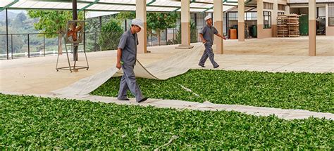 Black tea processing: CTC & Orthodox – saffroncup