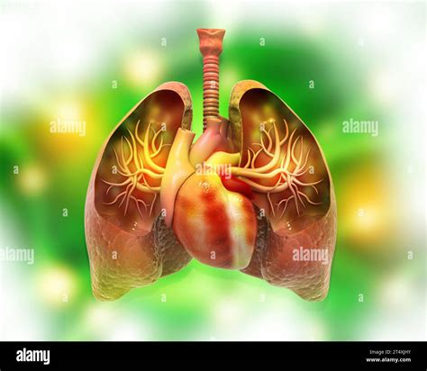 Human lungs and heart on abstract medical background. 3d illustration ...