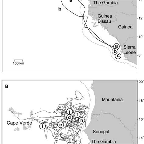 Loggerhead Turtle Migration Patterns 的图像结果