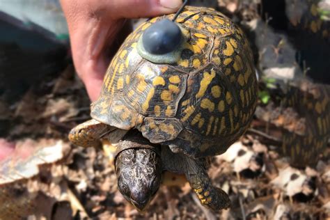 Eastern Box Turtle Eggs