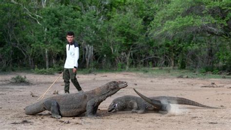 Os maiores lagartos do mundo - Descubra seus tamanhos SURPREENDENTES ...