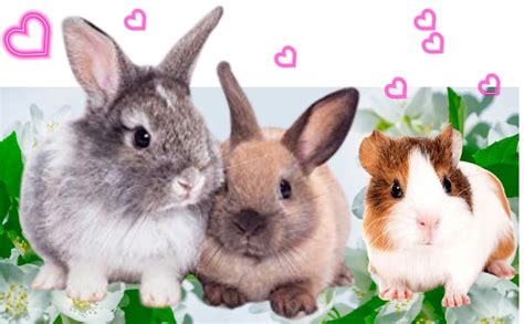 Buy INR's Farm Fresh Timothy Hay Stick Treats (125g Pack) for Rabbits ...