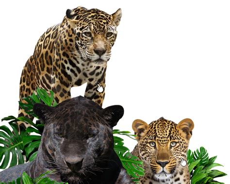 The Wildlife of Black-and-White