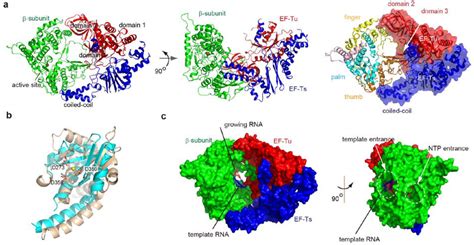 Structures and Functions of Qβ Replicase: Translation Factors beyond ...