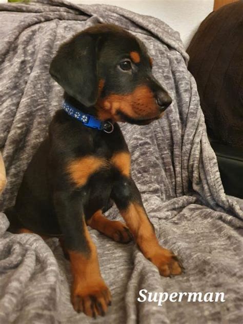 Mischlinge Kleinanzeigen | Mischlinge Annoncen | Mischlinge Inserate ...