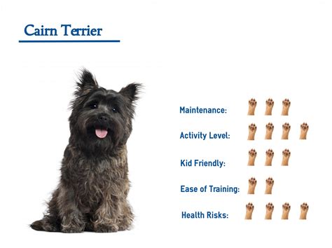 The Cairn Terrier Mix … Your Guide to Best Care for your Dog