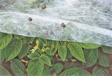 Image result for Cladding Insect Barrier