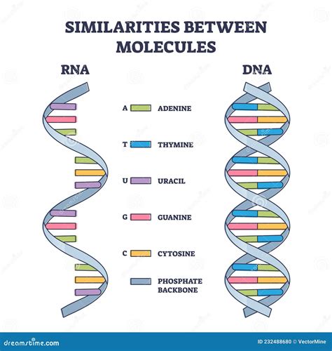 Similarities between RNA and DNA Molecules, Illustrated Outline Diagram ...