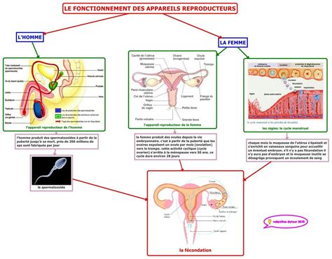 Anatomie Humaine Masculine