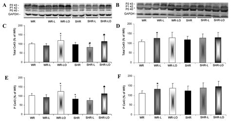 Omacor Protects Normotensive and Hypertensive Rats Exposed to ...