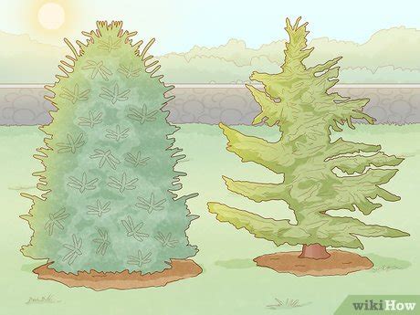 Image result for Tree Farm Tutorial