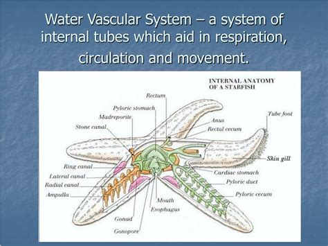 PPT - Fascinating World of Echinoderms: Diversity and Characteristics ...