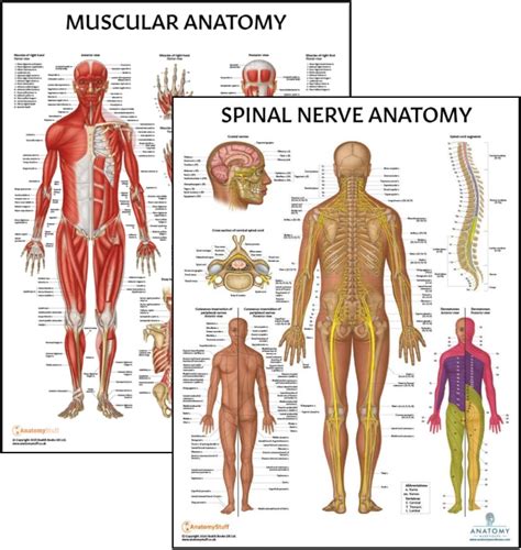 Anatomical Guide: Understanding The Muscles Nerves And Organs Working In The Body There Are Many Parts