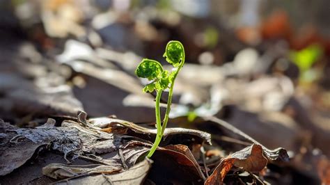 Middle Creek Park Trail 1 Loop — Kentucky Hiker