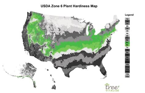 USDA Zone 6: Where is it? What to Plant? Tips to Success