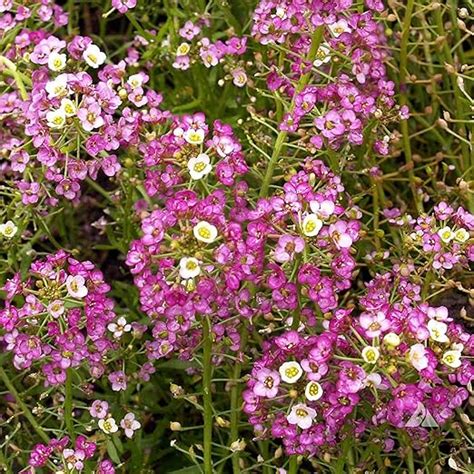 "Live Green Scented Sweet Alyssum Pink Flower Seeds Variety - Rosie O ...
