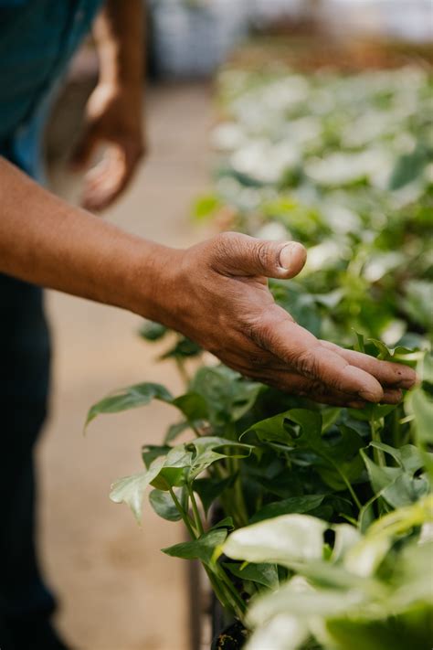 Why Plants | Green Air Botanicals | San Diego's Top Quality Nursery