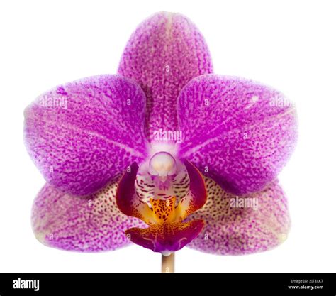 Moth Orchid, Brudorkidé (Phalaenopsis amabilis Stock Photo - Alamy