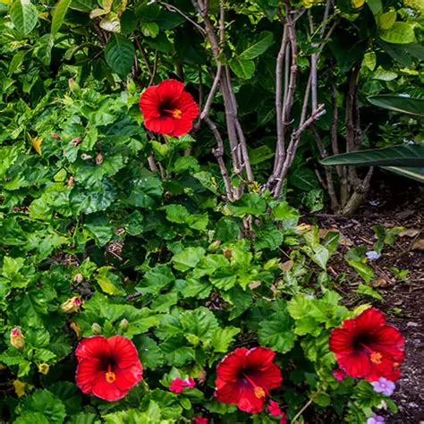 Desi Hibiscus "Red", Gudhal - Plant – Lalit Enterprise